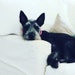 Laika