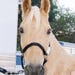 Rio, my trusty Tennessee Walking Horse
