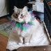 Bernadette
