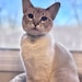 Ember