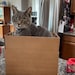 Bob the Cat
