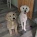 Comet and Max