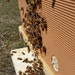 Our Honeybees