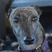 Beatrice the Greyhound