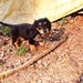 Mr. Weenie