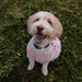 Penny-puppy