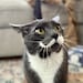Artie the Cat