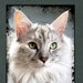 Willow