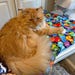 Cheddar my bff