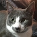 Smudge (A.K.A Best Cat)