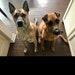 Bear & Bullet