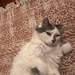 Fluffy 