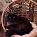 Harriet