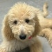 EmmyLou the Golden doodle