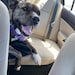 Taro