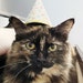 Diane Kitten