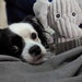 Ziggy Stardog