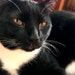Neville Devil Longpaw