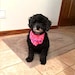 Josie