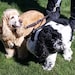 Oreo & Rusty
