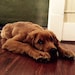 Watson the Lion Pup