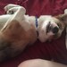Loki Doki the Derp