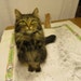 Momma Kitty