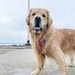 golden gracie co.