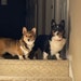 Merlin and Freya