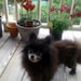 Baci ❤-rip 6/22/01-7/25/2017