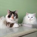Daisy & Willow