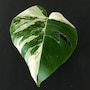 shop-member-photo