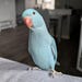 Navi the Indian Ringneck