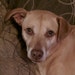 Shelly - RIP