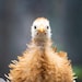 Tribble the Frizzle