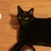 Elroy