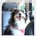 Lille-our 5 yr old mini Aussie