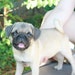 Sprinkles the Pug