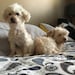 Angel & Lily