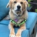Sasha Pup