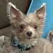 Pip