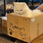 shop-member-photo