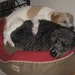 Cole and Dexter