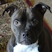 Miss Pup