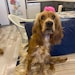 Lilith (My Dog)