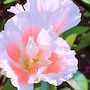 shop-member-photo