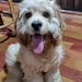 Santy the Spaniel