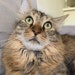 Ultra Cat