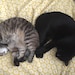 Fin + Chloe