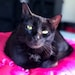 Vader